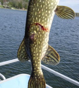 Northern Pike, Bitten By Something